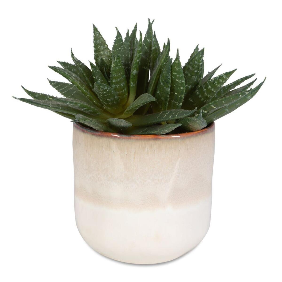 04c6b356abf17023b9094381bad60d61 Doha Succulent Accent - Image 1
