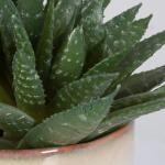 Doha Succulent Accent - Image 6