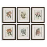 Orchid Botanical Framed Prints, S/6