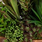 Salar Succulents - Image 7