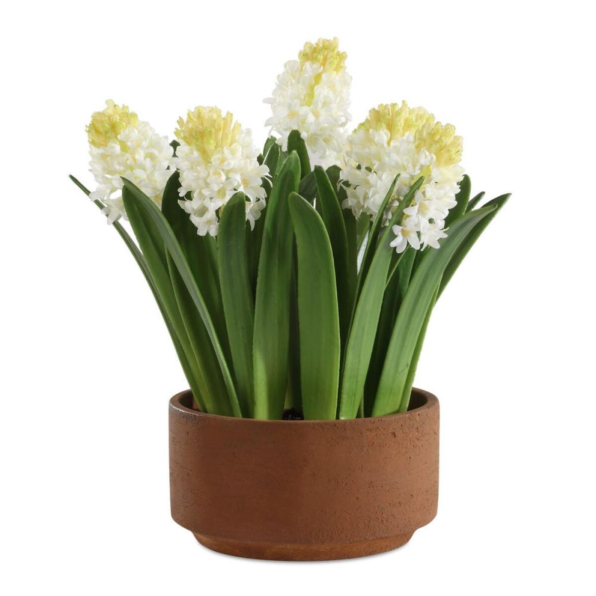 0666c73b7b721e3284e23736577e9315 Sincerity Potted Hyacinth - Image 1