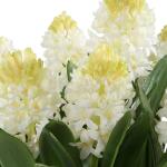 Sincerity Potted Hyacinth - Image 5
