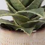 Seaside Succulents, S/2 - Image 5