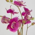 Glory Orchid, Fuschia Accessories Accessories 18