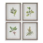 Wildflower Study Framed Prints, S/4