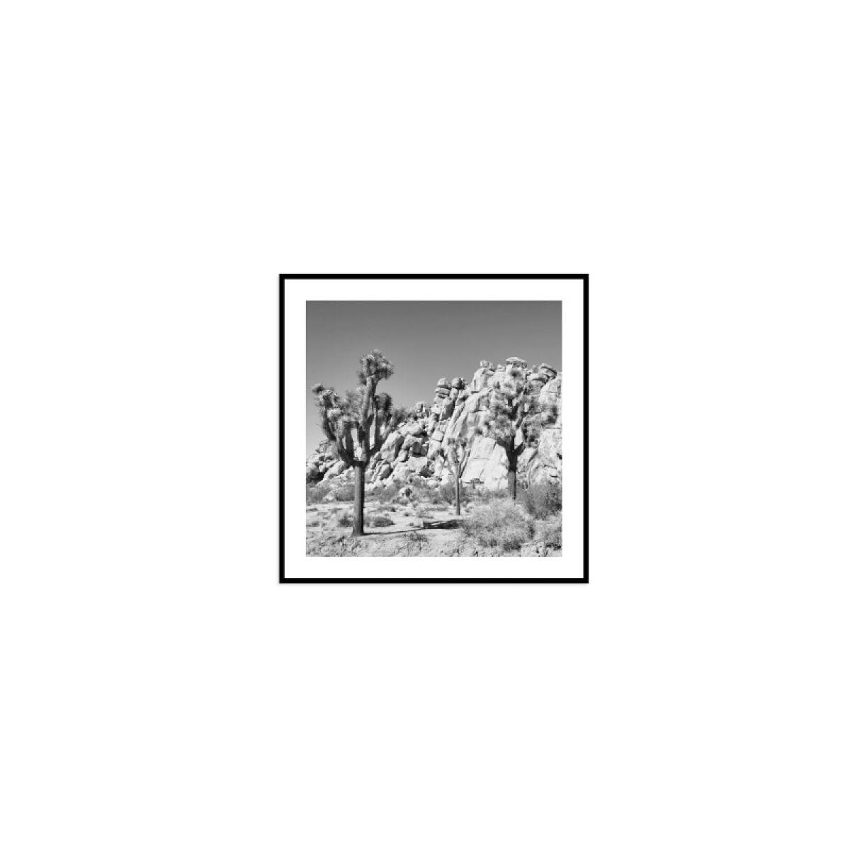 218f2c3389f78e50e8f8286d174374b6 Joshua Tree - Image 1