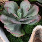 Seaside Breeze Succulents - Image 4