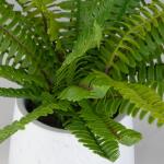 Boston Fern Accent - Image 3