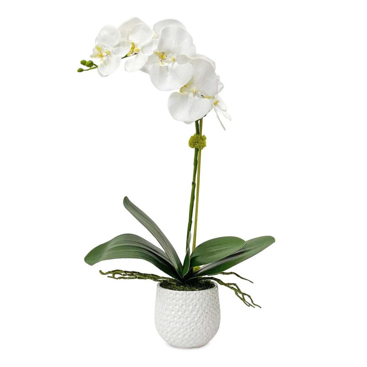 2e9d912f9bffad572bde5edef5ca24ef Cami Orchid - Image 1
