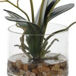 Glory Orchid, Fuschia Accessories Accessories 19