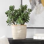 Crassula Jade Accent - Image 2