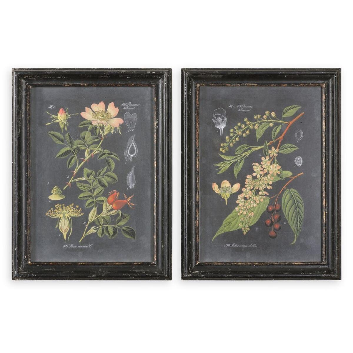 386cdc81652daeec60573c46fc15dba5 Midnight Botanicals Framed Prints, S/2 - Image 1