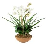 Moth Orchid Planter Accessories Accessories 11