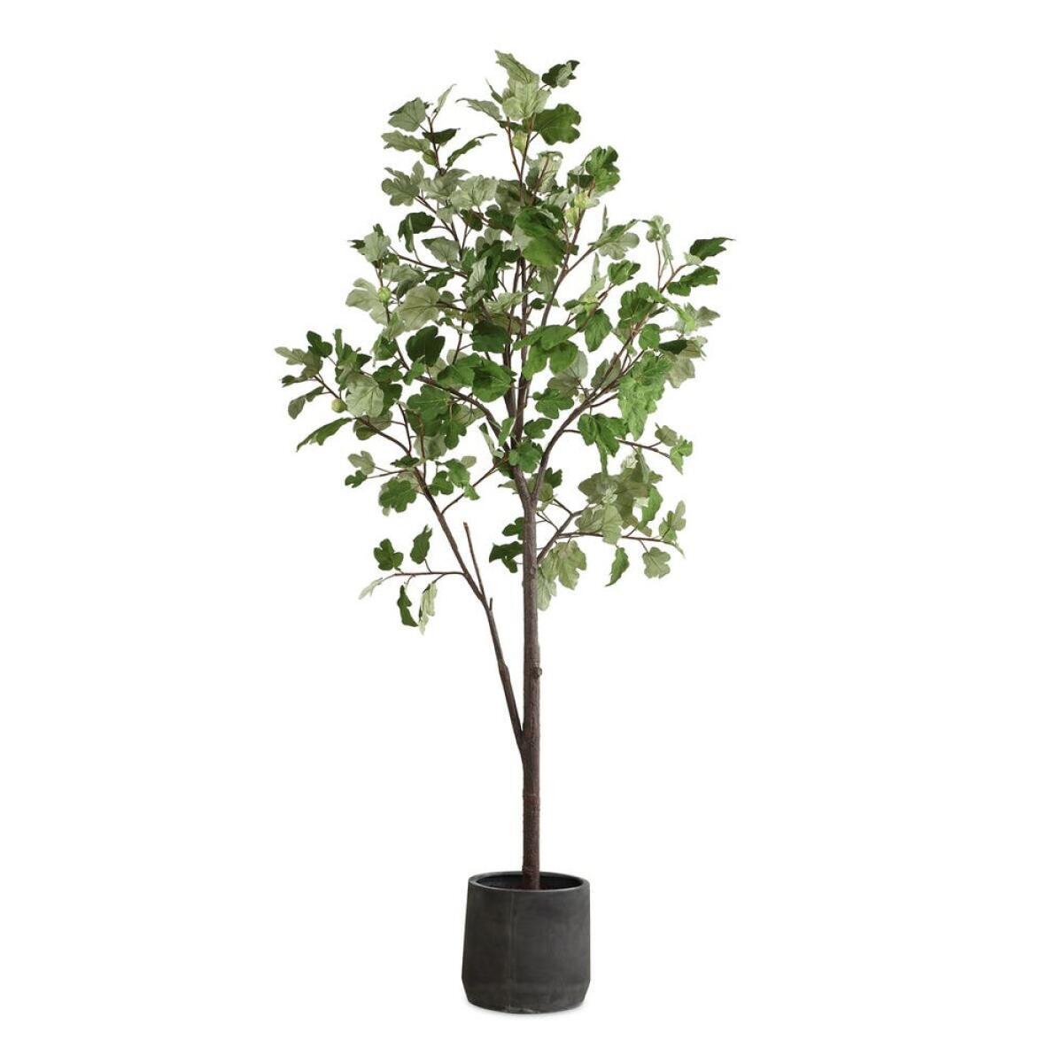 Eden Potted Fig Tree Accessories Accessories 2 Eden Potted Fig Tree Accessories Accessories 2