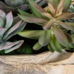 Seaside Breeze Succulents - Image 5