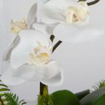 Transcend Orchid - Image 6
