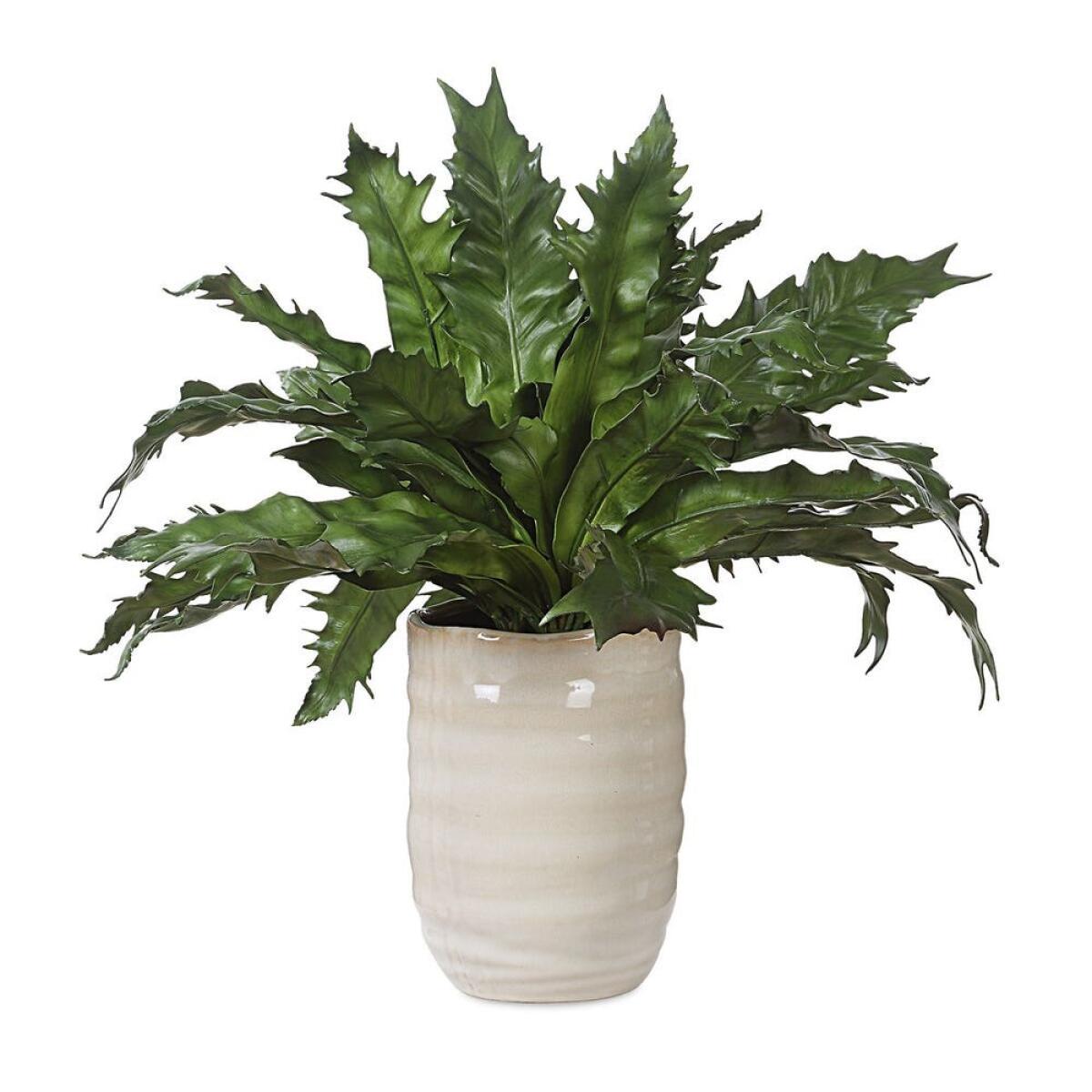 4ae9e45c90d02f1f973ed7af8445eb06 Verdure Fern - Image 1