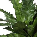 Verdure Fern - Image 6