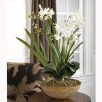 Moth Orchid Planter Accessories Accessories 13