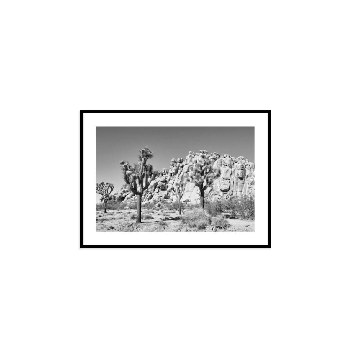 53492232f50cea4b7a499e3ebaf2fb48 Joshua Tree - Image 1