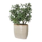 Crassula Jade Accent - Image 3