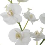 Glory Orchid, White - Image 5