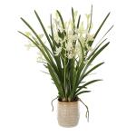 Ariana Orchid - Image 4