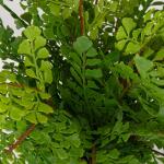Maidenhair Fern Accent - Image 4