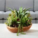 Salar Succulents - Image 3