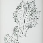 Nature's Script Framed Prints, S/9 - Image 6