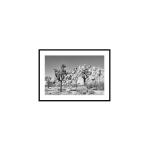 Joshua Tree