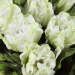 Kimbry Tulip Centerpiece - Image 6