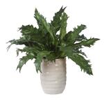 Verdure Fern - Image 4