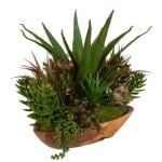 Salar Succulents - Image 4