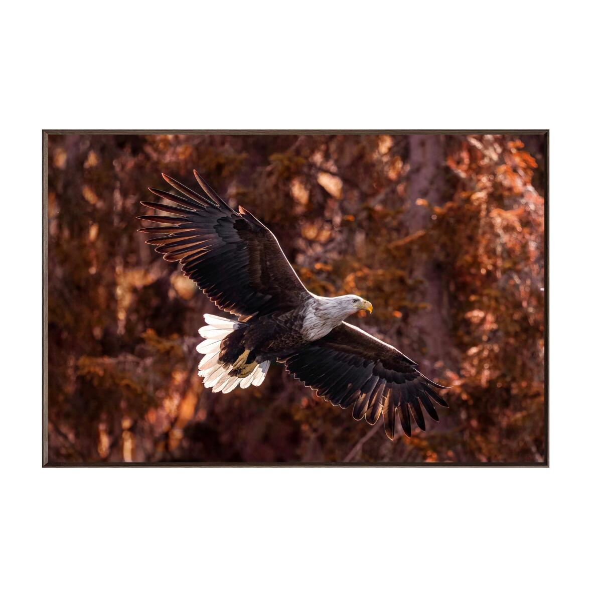 Wings of Freedom Art Art 2 Wings of Freedom Art Art 2