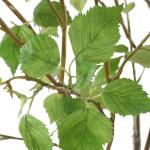 Nigra Birch Centerpiece - Image 5