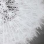 Dandelion Seedhead Framed Print - Image 7