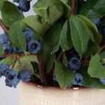 Blueberry Fields Accent - Image 4