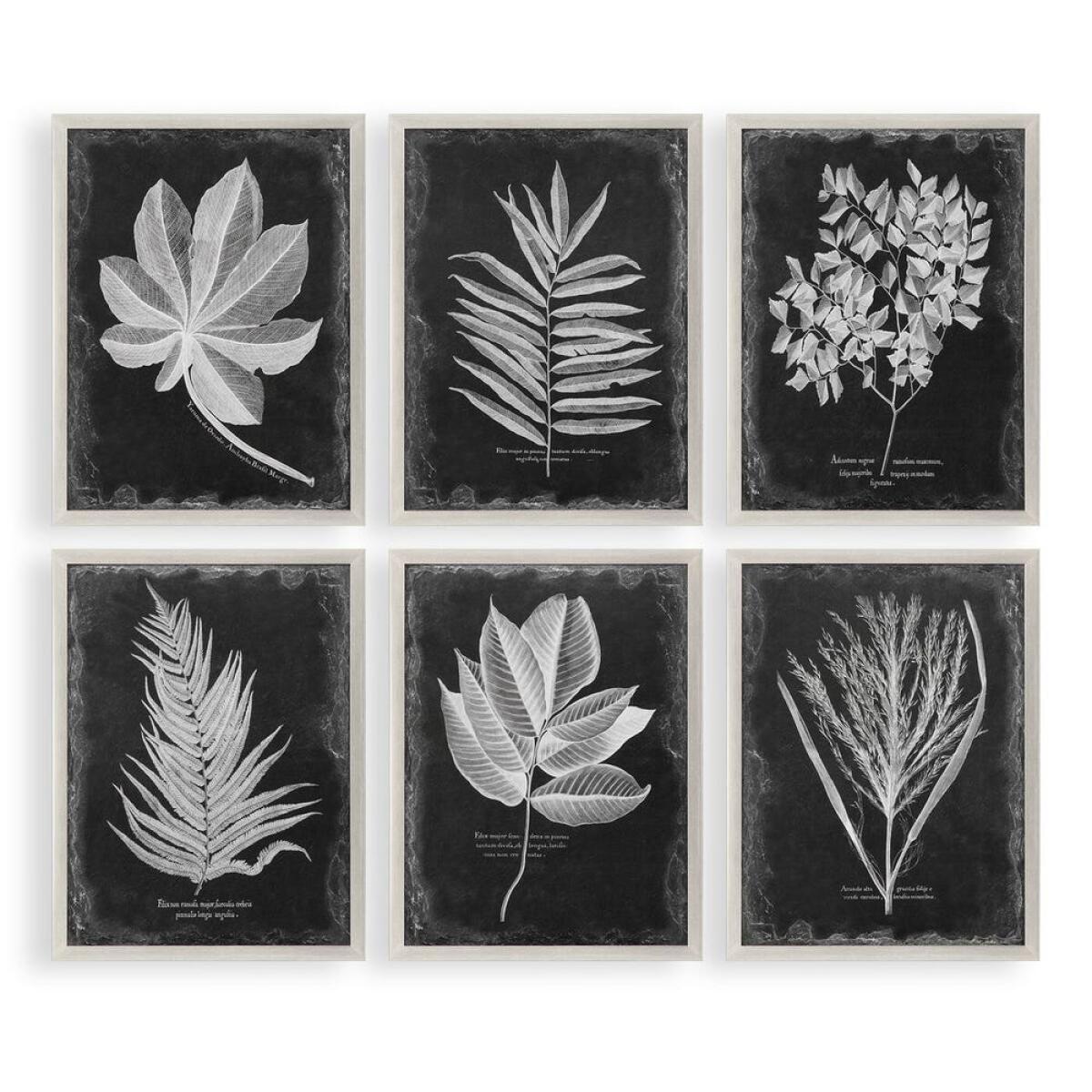 8125c40c7370163d015f5581aed6b100 Foliage Framed Prints, S/6 - Image 1