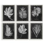 Foliage Framed Prints, S/6