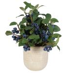 Blueberry Fields Accent - Image 3