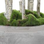 Aldis Potted River Birch - Image 5