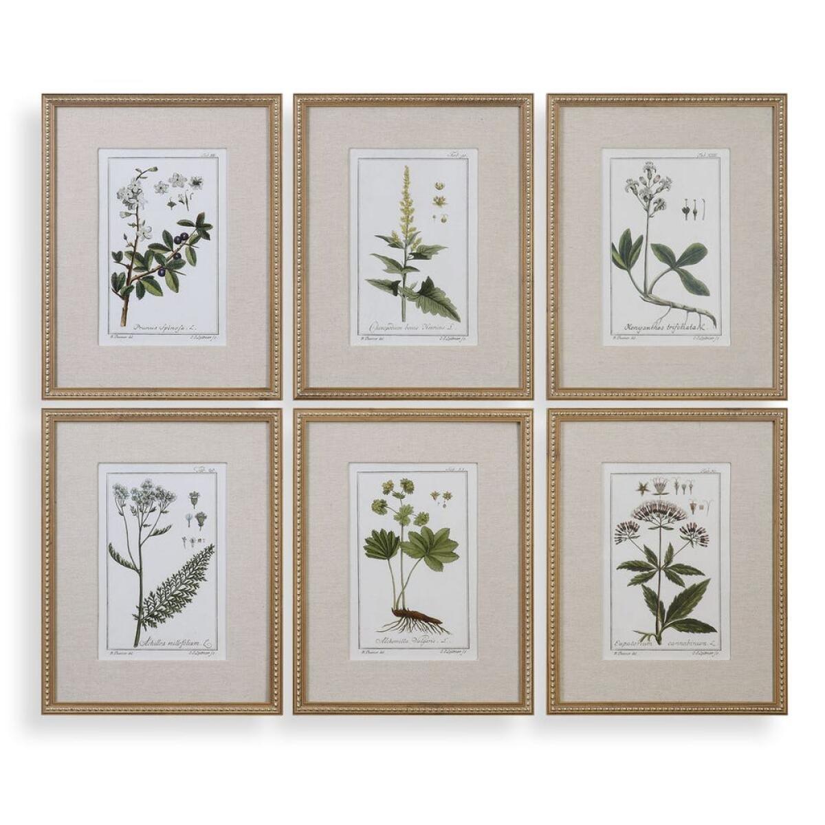 Green Floral Botanical Study Framed Prints, S/6 Art Art 2 Green Floral Botanical Study Framed Prints, S/6 Art Art 2