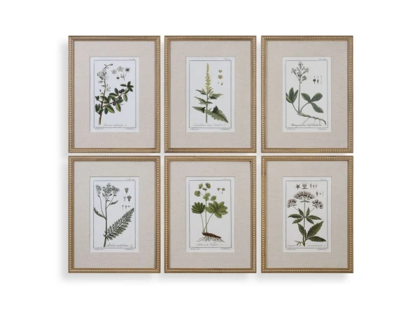 Green Floral Botanical Study Framed Prints, S/6 Art Art
