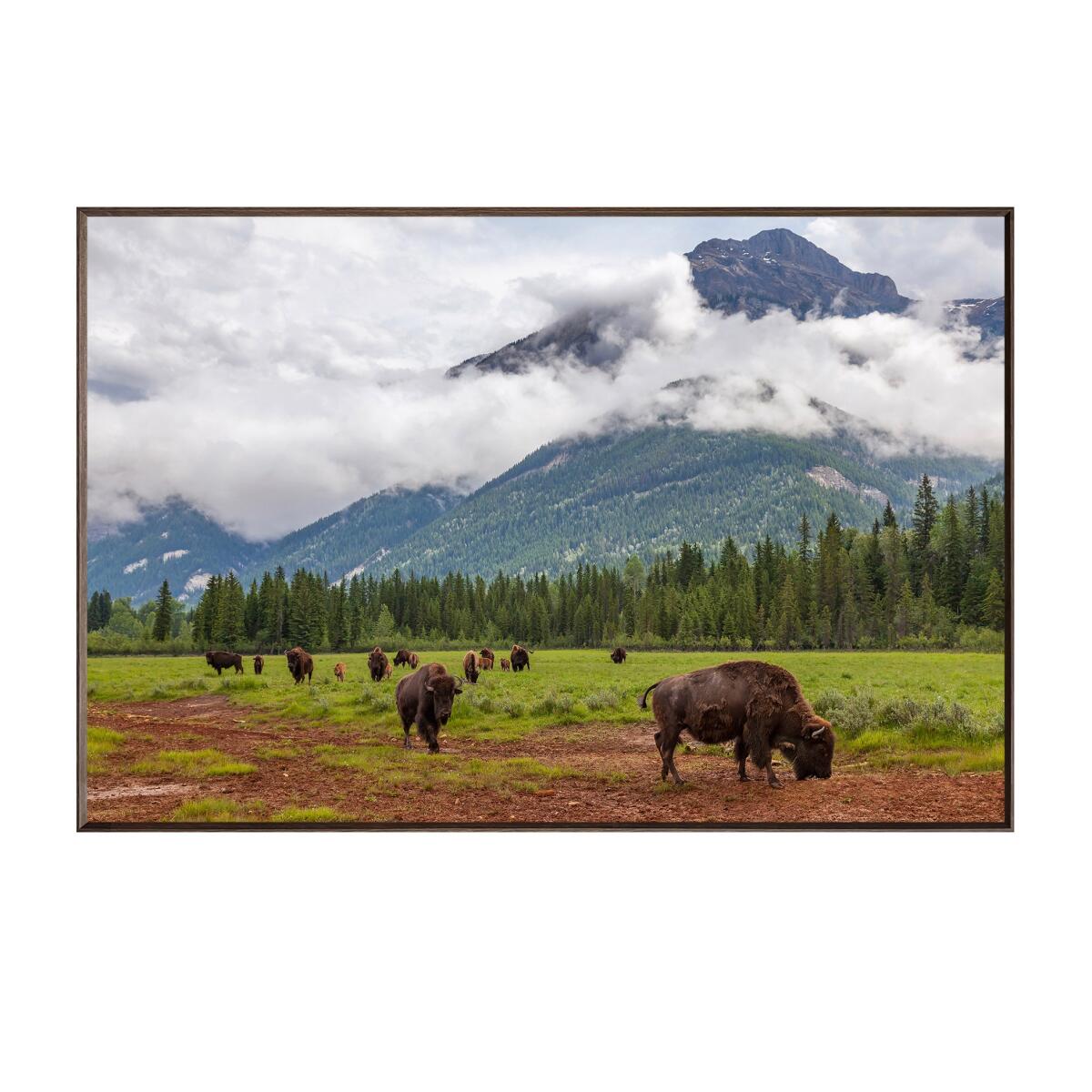 935ce6726c87e531867ed34e63ae8650 Bison Valley - Image 1