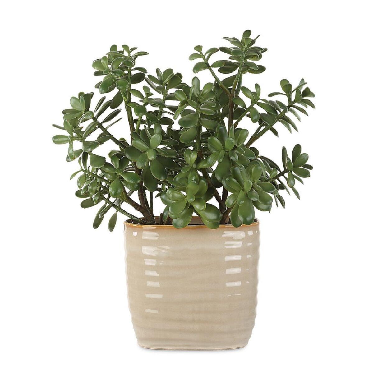 95995c84c3750376adb6948e81b87113 Crassula Jade Accent - Image 1