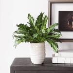 Verdure Fern - Image 5