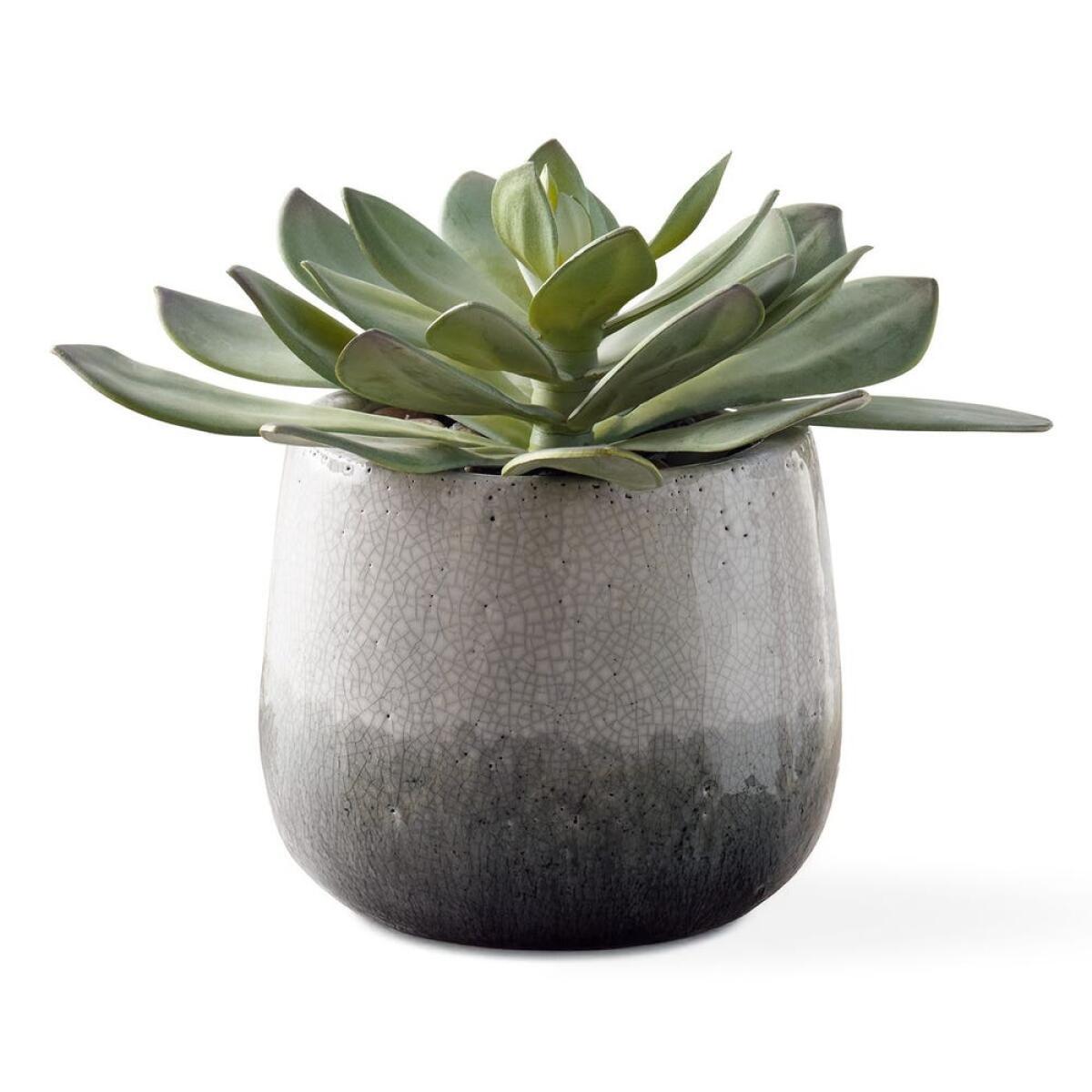 9b09c5b37f6eb0a2ecc75a9689199fe1 Dudleya Indoor Outdoor Succulent - Image 1