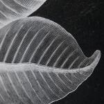 Foliage Framed Prints, S/6 - Image 5