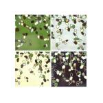 Whitney 5 Piece Trestle Table Set Dining Sets Antique Linen w/ Weathered Gray 11